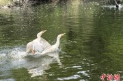 独占七夫吉林：罕见白鸬鹚连续两年“故地重游”