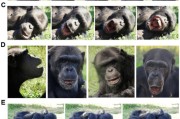 独占七夫国际最新研究：机器人“打哈欠” 黑猩猩被传染